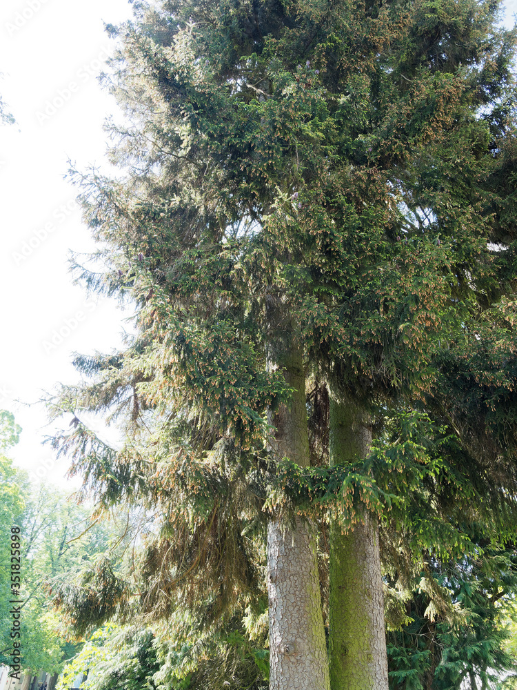 Picea orientalis) Sapinette d'orient, un grand arbre, conifère, du caucase  au port conique, branches aux rameaux brun clair garnies d'un feuillage  dense Photos | Adobe Stock