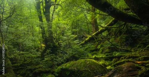 mossy deep green forest in Japan