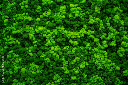 Moss wall, green wall decoration made of natural moss. Fototapet