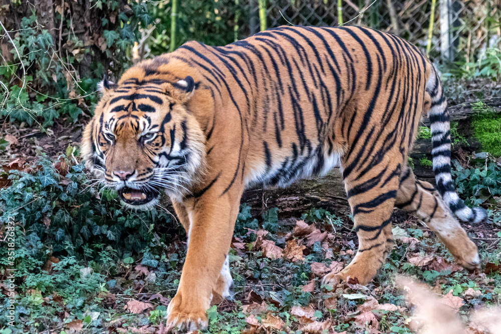 Naklejka premium a tiger held in captivity