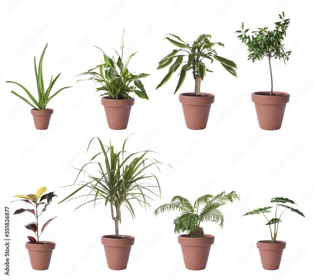 Set of different houseplants in flower pots on white background