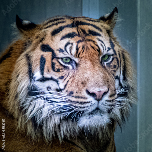 beautiful artistic portrait of tiger