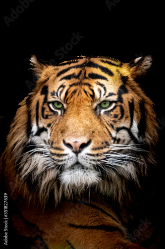 Papier peint low key tiger profile close-up face