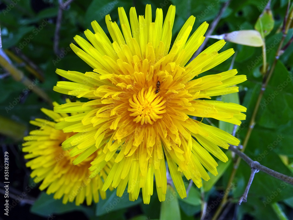 Obraz premium Fleurs de pissenlit