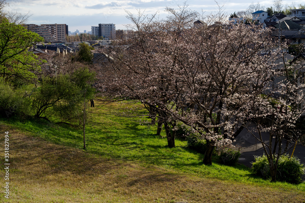 大阪豊中・島熊山緑地の桜の咲く頃の夕暮れの風景 大阪豊中・島熊山緑地の桜の咲く頃の夕暮れの風景
