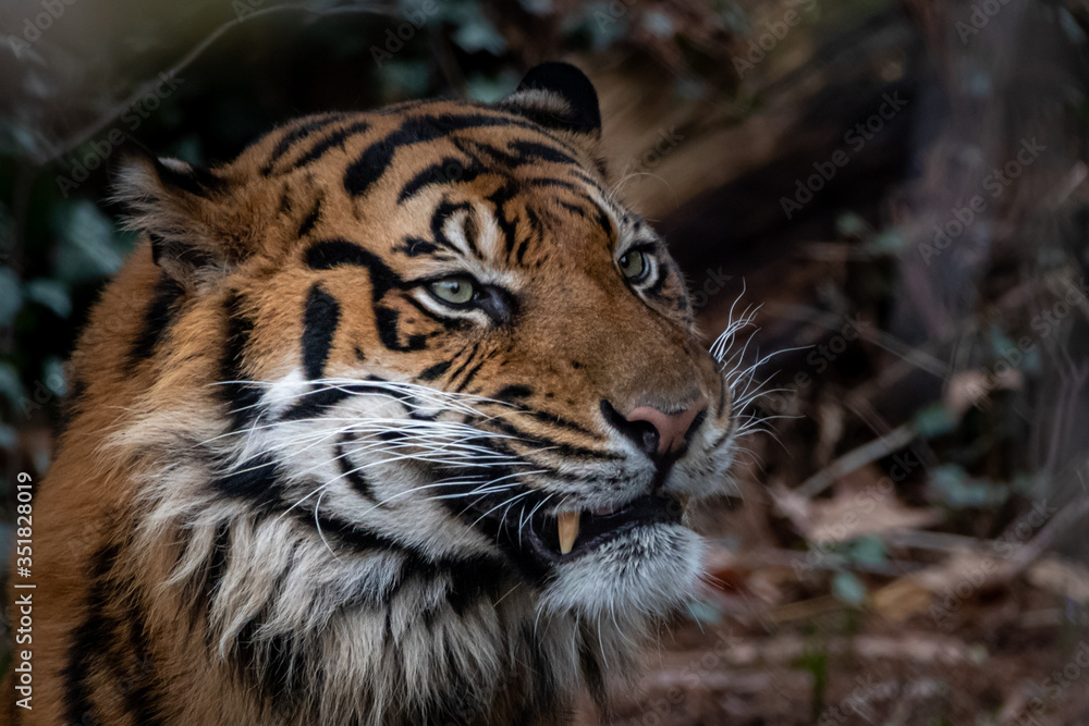 side profile of a tiger side profile of a tiger
