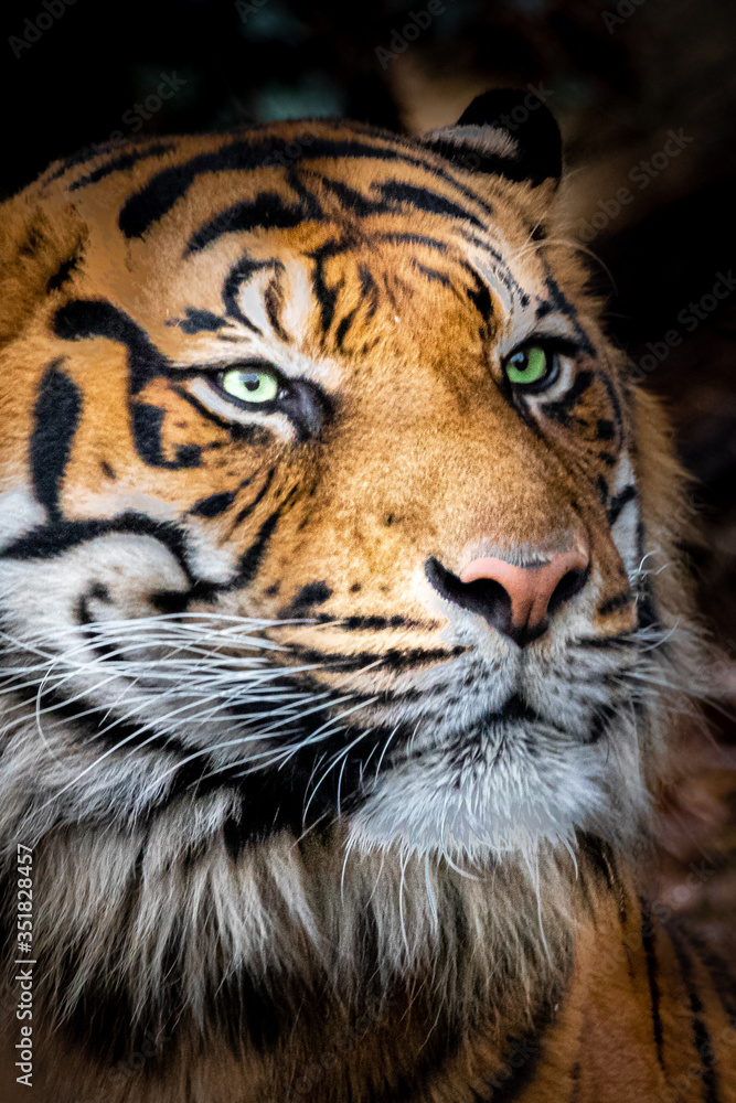 Fototapeta premium piękne zdjęcie tygrysa