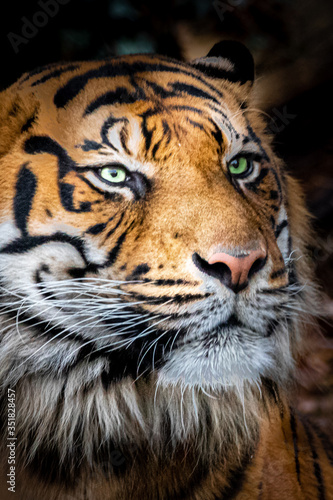 beautiful stock photo of a tiger © Ralph Lear