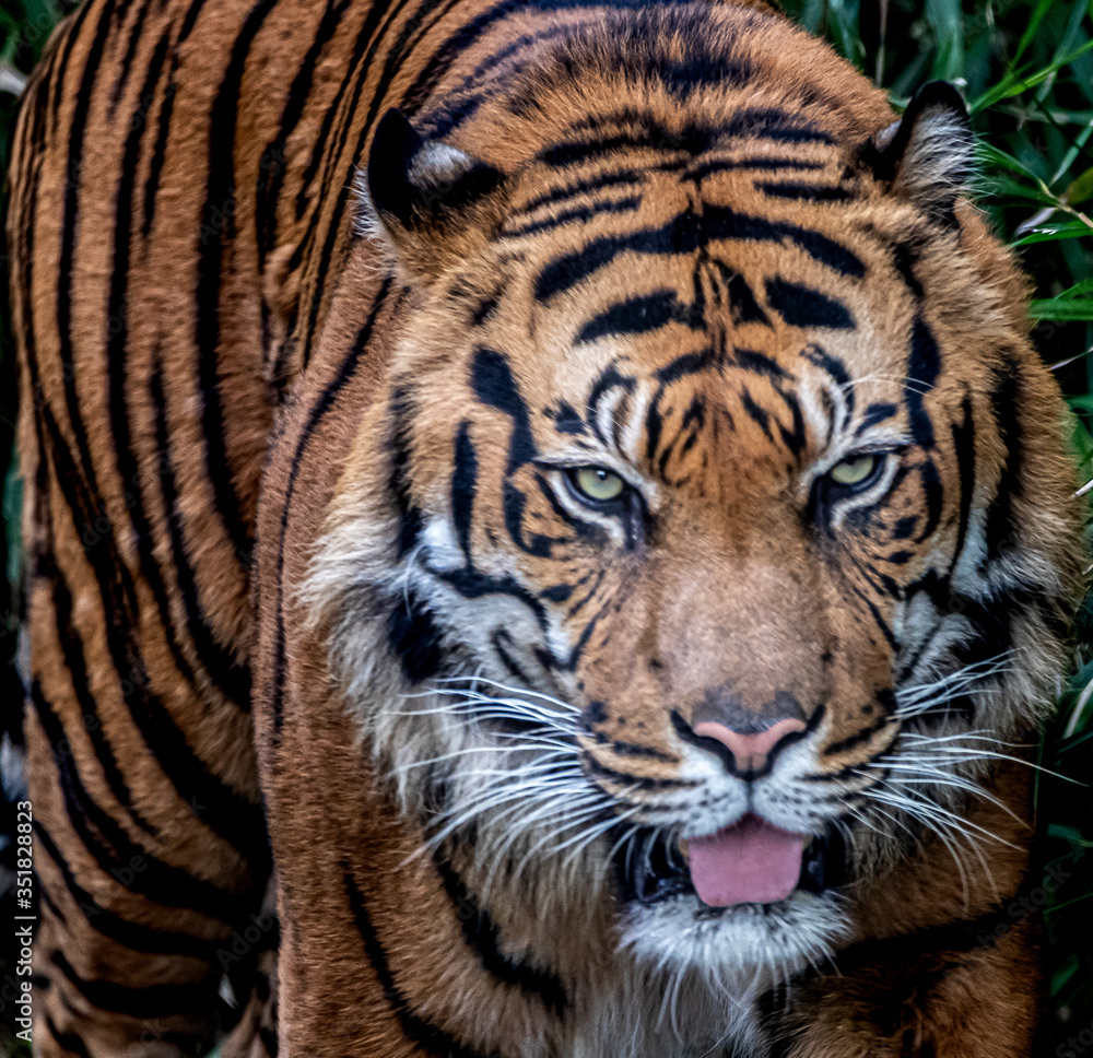 Fototapeta premium Sumatran tiger portrait staring forward in jungle foliage with intense predator mood