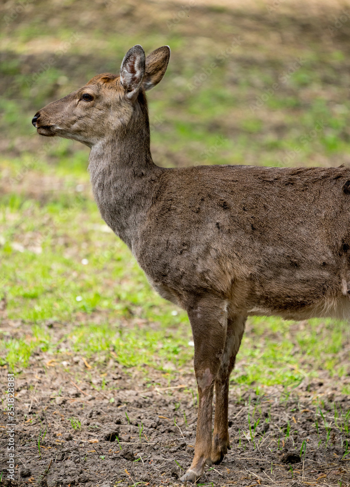 Sika deer Cervus nippon or japanese spotted deer female Sika deer Cervus nippon or japanese spotted deer female