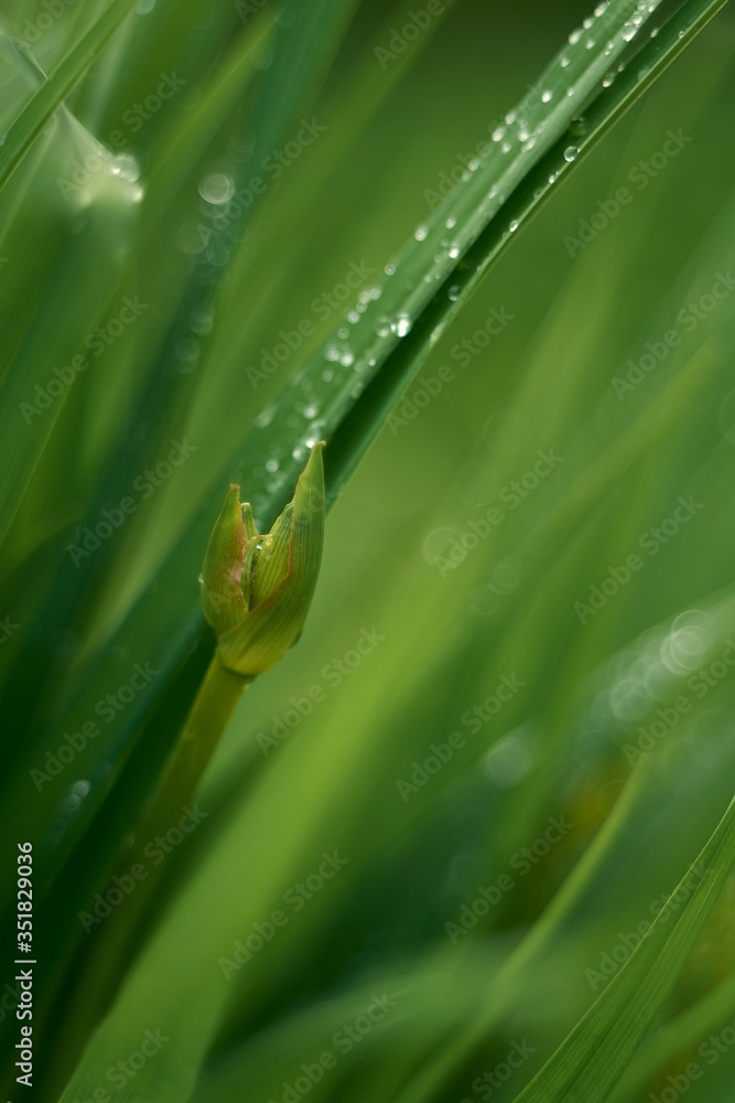 Lily buds and leaves after rain. Freshness. Close-up, bokeh, blurred background
Lily buds and leaves after rain. Freshness. Close-up, bokeh, blurred background