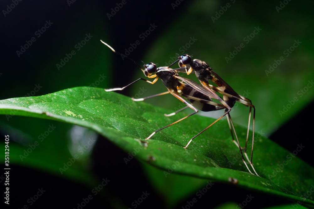 Naklejka premium green shield bug