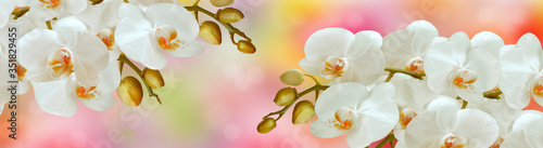 White Orchid flowers with buds