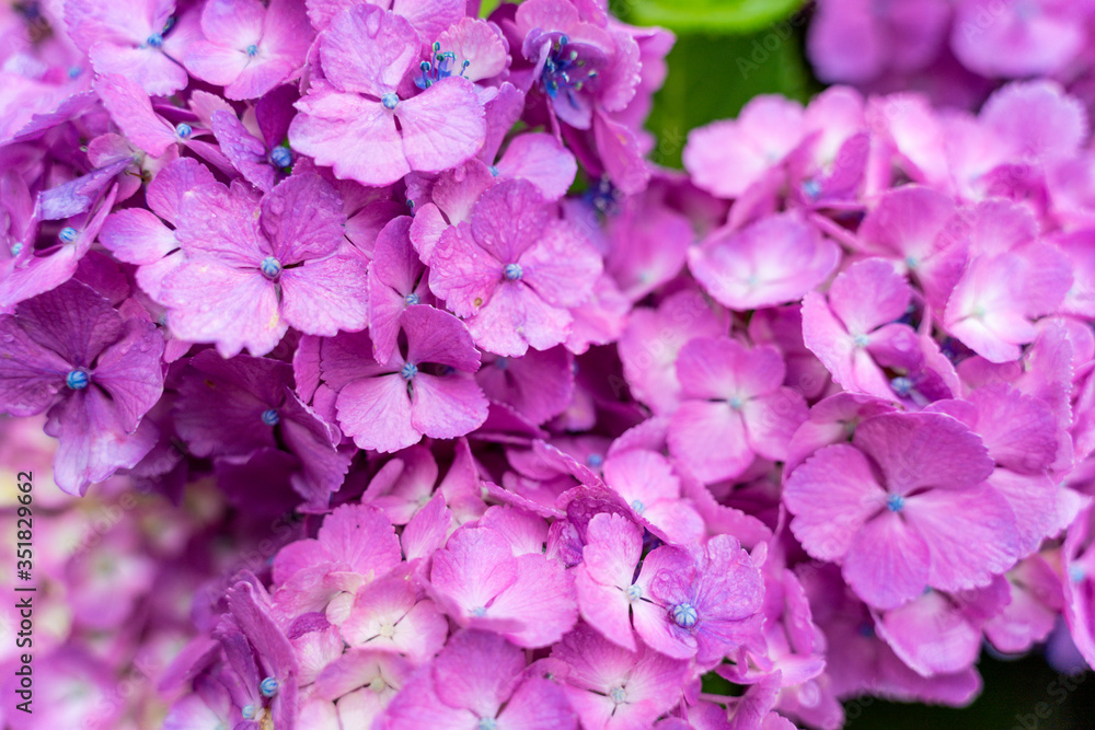 ピンク色のアジサイの花