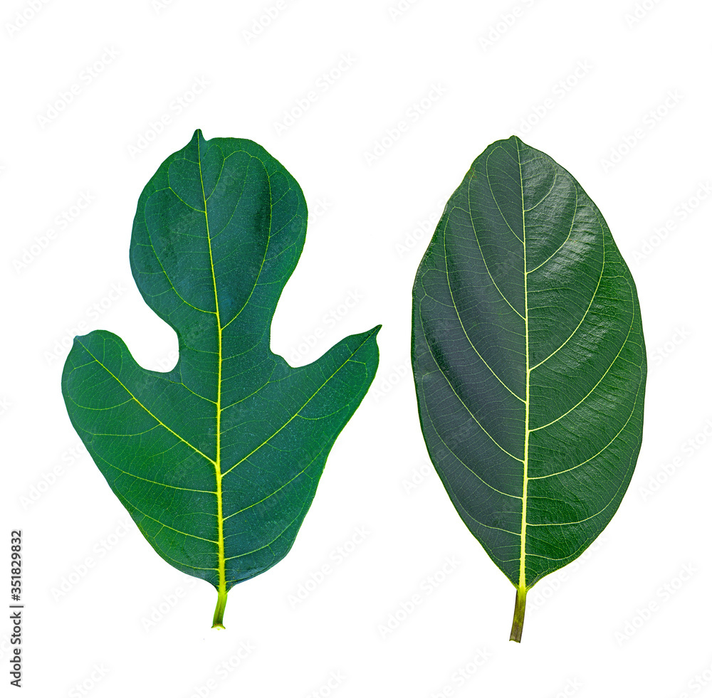 fresh jackfruit leaves on a white isolated fresh jackfruit leaves on a white isolated