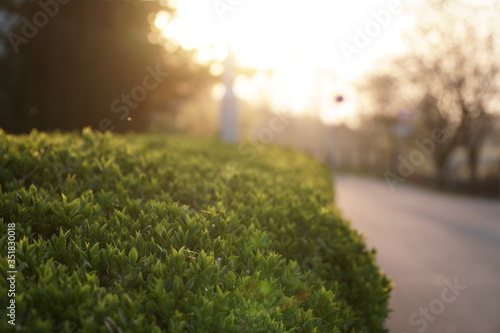 Hedge next to road during sunrise in yellow lighting