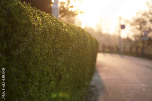 Hedge next to road during sunrise in yellow lighting