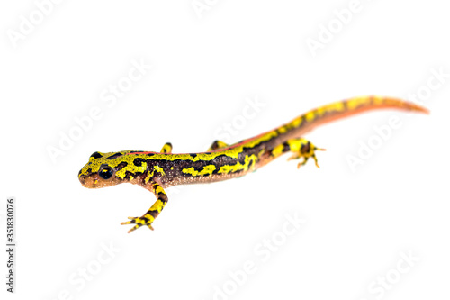 Photo Young marbled newt isolated on white.