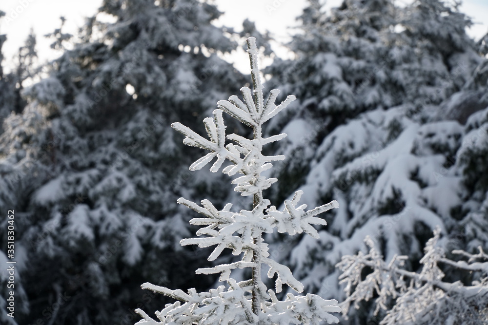 Close up of snow covered pine tree branches on winter day Close up of snow covered pine tree branches on winter day