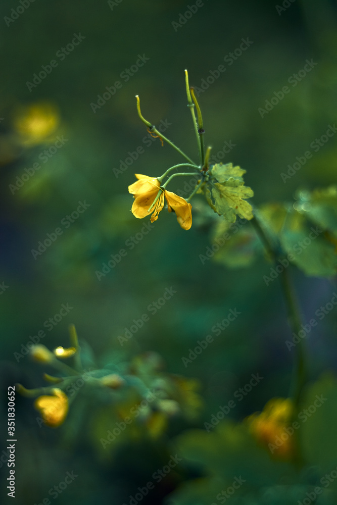 Yellow celandine flower close-up beautiful art photo with blurred background Yellow celandine flower close-up beautiful art photo with blurred background