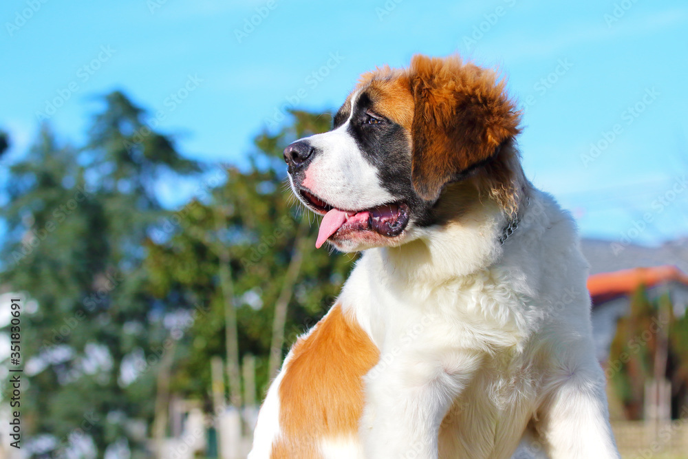 Saint Bernard dog.