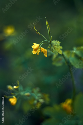 Yellow celandine flower close-up beautiful art photo with blurred background