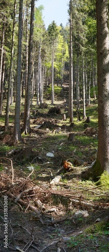 Wallpaper Mural Mensch gegen Wald Torontodigital.ca