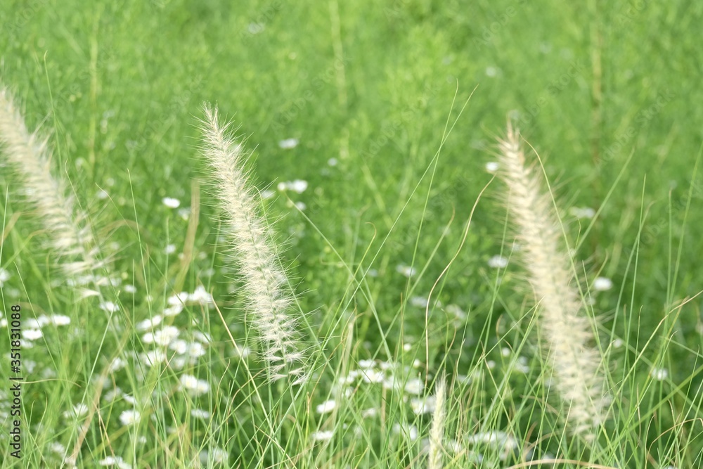 Blurred a group of sweet white wild grass flower blossom in a field with sun light and green nature background Blurred a group of sweet white wild grass flower blossom in a field with sun light and green nature background