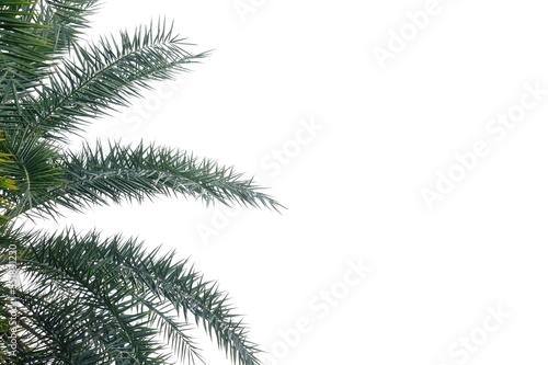 Palm leaves with branches on white isolated background for green foliage backdrop and copy space 