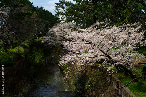 川沿いに咲く桜・大阪府豊中市天竺川 photo