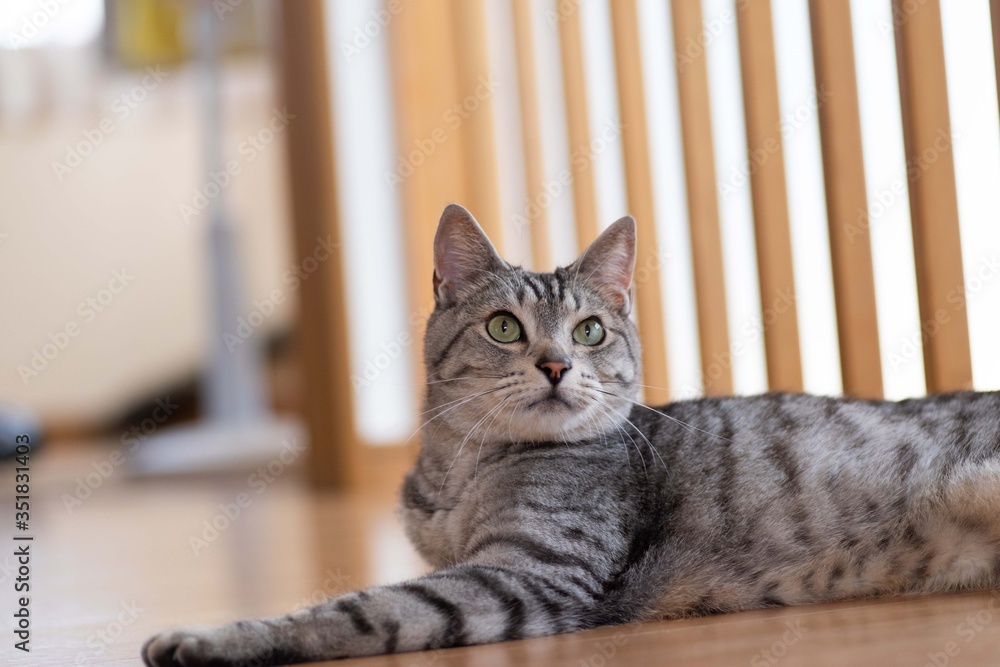 くつろぐ猫　サバトラ猫