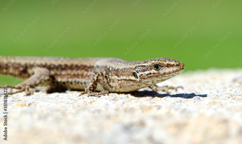 Common Wall Lizard (Podarcis muralis) Common Wall Lizard (Podarcis muralis)