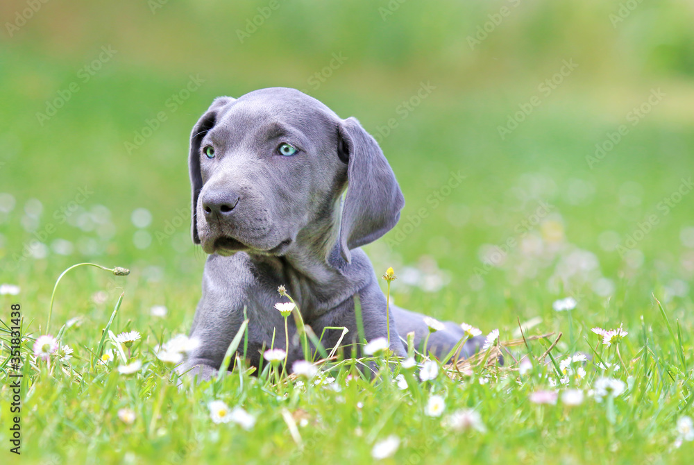 Young female weimaraner resting outside