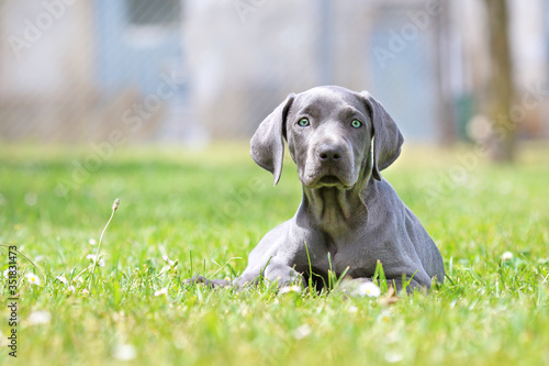 Young female weimaraner resting outside.