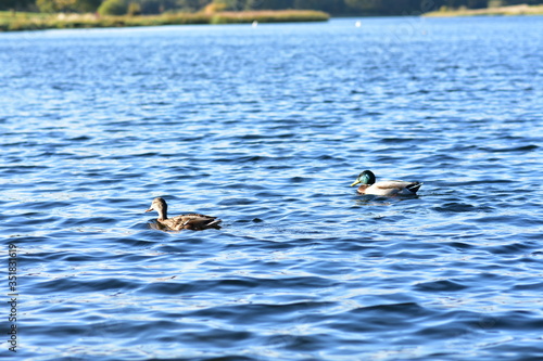 ducks swimming on the water