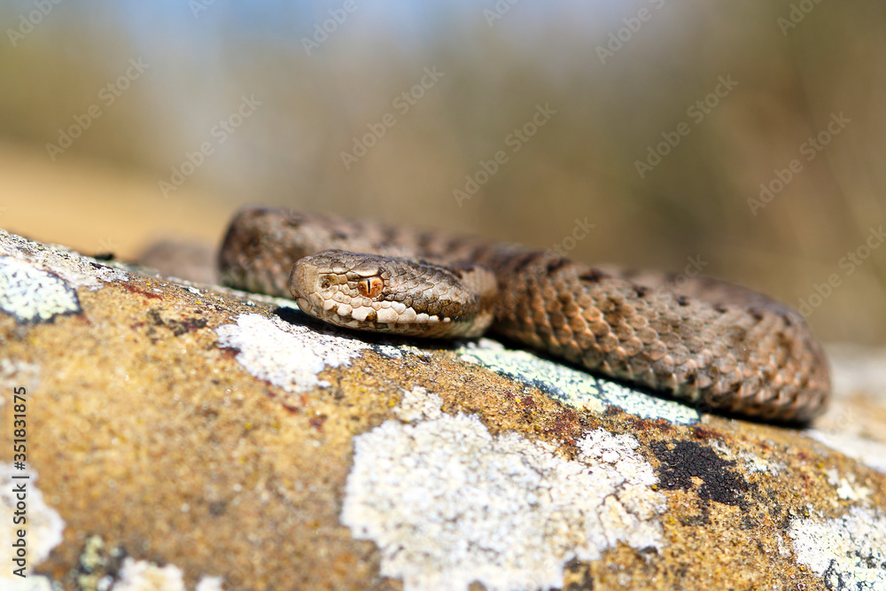 Iberian cross adder (Vipera seoanei). Iberian cross adder (Vipera seoanei).