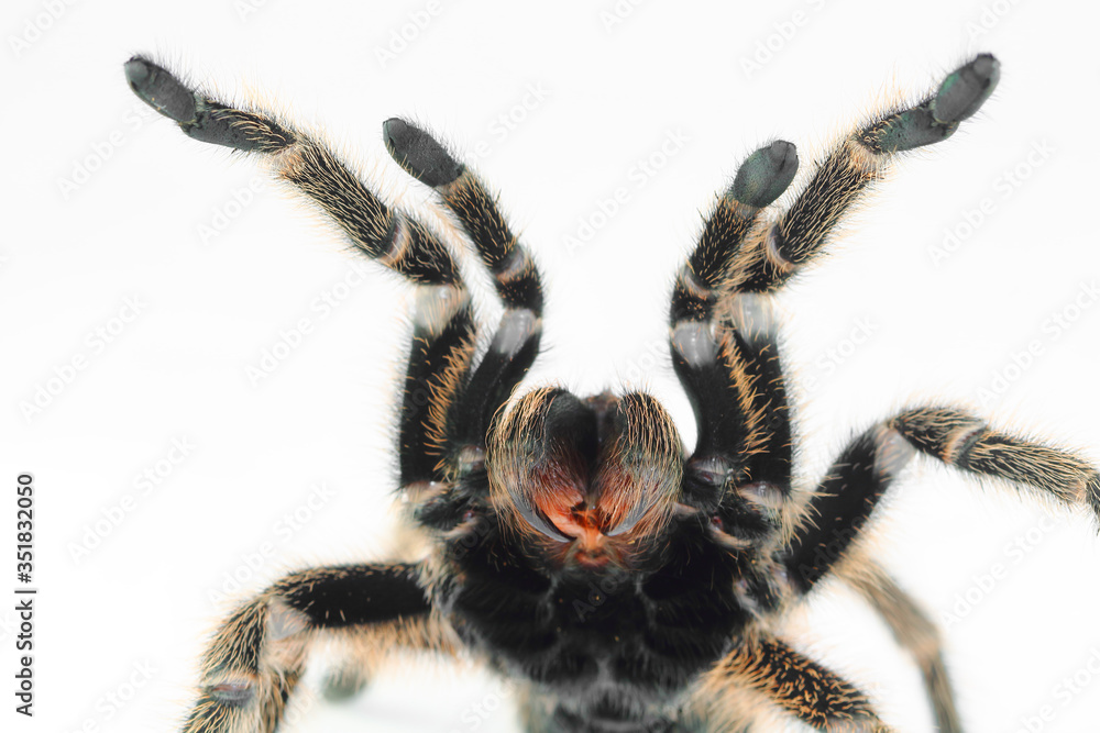 Chilean Rose Hair Tarantula (Grammostola rosea). Chilean Rose Hair Tarantula (Grammostola rosea).