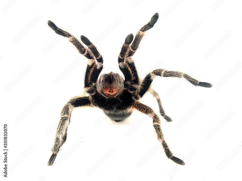 Angry Chilean Rose Hair Tarantula (Grammostola rosea). Angry Chilean Rose Hair Tarantula (Grammostola rosea).