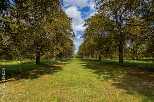 avenue of trees in summer sunshine