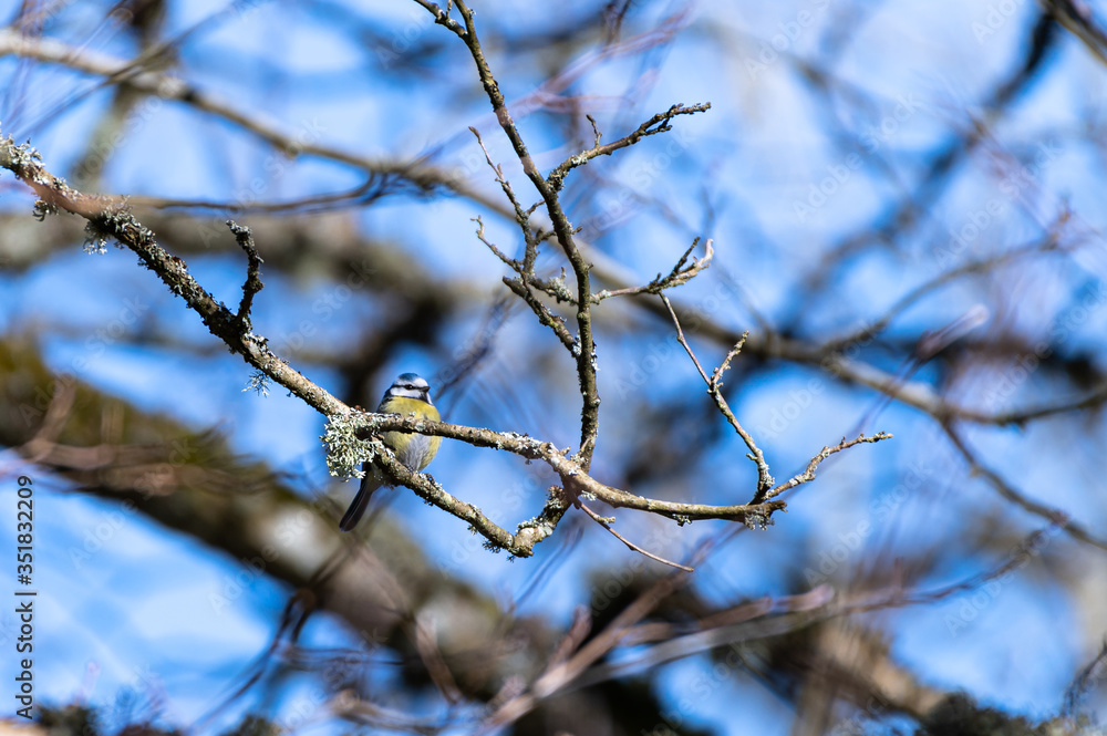 Bluetit Bluetit