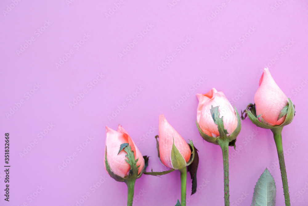 Obraz premium Picture of pink rose on pink background