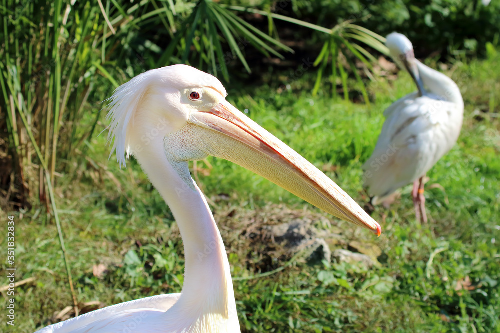 Great White Pelican (Pelecanus onocrotalus). Great White Pelican (Pelecanus onocrotalus).