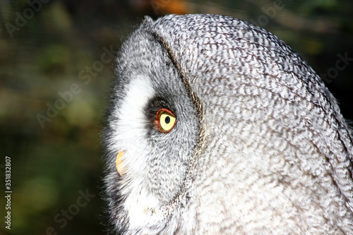 Great grey owl (Strix nebulosa).