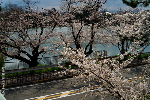 japan sakura　：大阪豊中・若竹池と市道神崎利根山線沿いの桜並木 photo