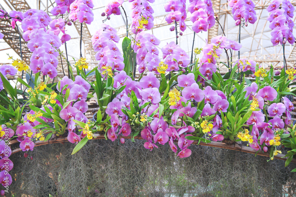 Orchids pink and yellow flowers blooming in garden background