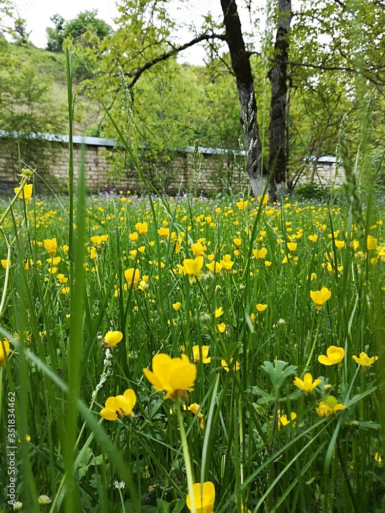 Obraz premium Spring in the park