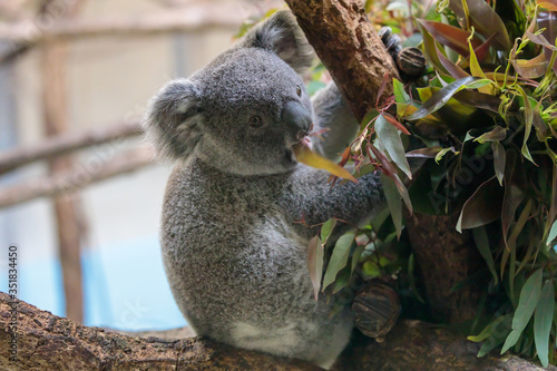 Canvas Print コアラ, Koala