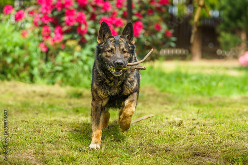 German Shepherd is a German dog breed  one of the most widely used in the world and also the most widely used service breed