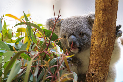 Photography コアラ, Koala
