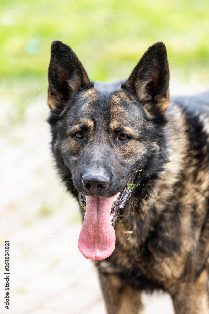 Naklejka premium German Shepherd is a German dog breed, one of the most widely used in the world and also the most widely used service breed